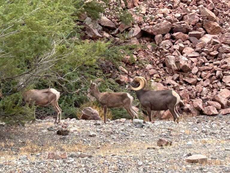 Exploring the Wild Side of Nevada